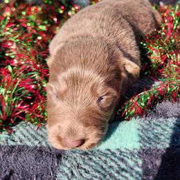 Ginger - Isabella female German Shepherd puppy in Los Lunas, New Mexico from Mali's German Shepherds