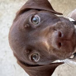 German Shorthaired Pointers from H & J Farms