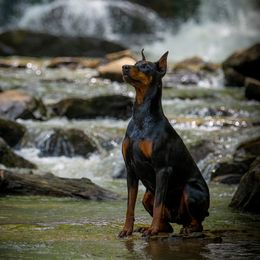 Doberman Pinschers from Von Hohenhalla Dobermans