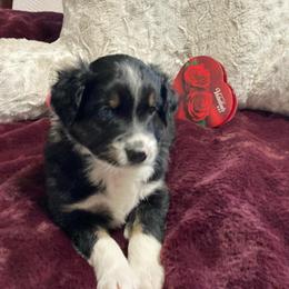 Thor - Black tri male Miniature Australian Shepherd puppy in Westwego, Louisiana from Connie's American Eskimo Dogs and Mini Australian Shepherd Dogs