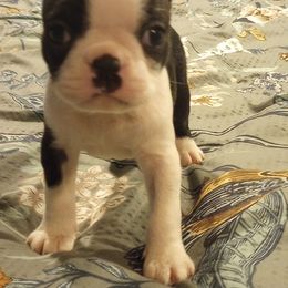 Boston Terrier Puppies from Lotus Life Puppies
