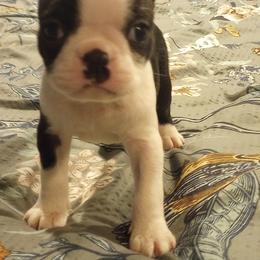 Boston Terrier Puppies from Lotus Life Puppies