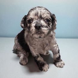Darkest Merle Boy, Dirks - Merle male Shihpoo puppy in Delphos, Ohio from Route 66 Poodles & Doodles, Sapphire Shih-tzu's of Ohio