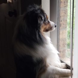 Chewbacca - Miniature Australian Shepherd