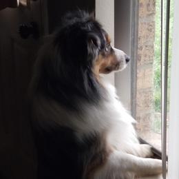Chewbacca - Miniature Australian Shepherd
