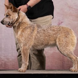 Voo Dew - Red speckled female Australian Cattle Dog puppy in Sheridan, Oregon from 6pk Cattledogs