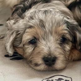 Jasper - Merle male Maltipoo puppy in Martinsburg, Pennsylvania from Susan's Poodles Plus