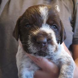 Girl 4 - Brown and gray female Wirehaired Pointing Griffon puppy in Emmett, Idaho from Idaho Wirehaired Pointing Griffons