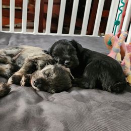 Miniature Schnauzer Puppies from Byrd's House