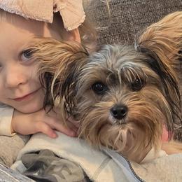Poodles, Yorkipoos, and Yorkshire Terriers from Hess Pooches LLC
