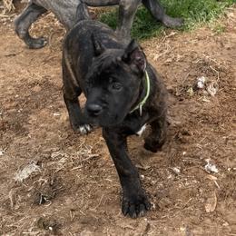 Green - Black brindle male Cane Corso puppy in Opelousas, Louisiana from Azelees Cane Corso