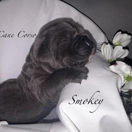 Snokey - Gray male Cane Corso puppy in Cameron, Missouri from Exotic Yorkie Imports & Cessna Cane Corso