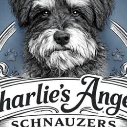 Miniature Schnauzers from Charlies Angels Schnauzers
