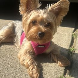 Mazi - Yorkshire Terrier