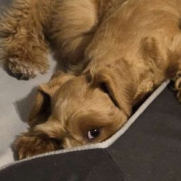 Sear-N - Miniature Schnauzer