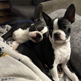 Boston Terriers from Vintage Boston Terriers