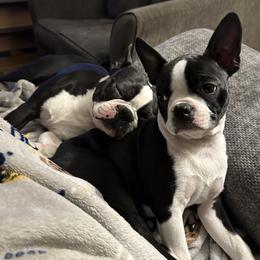Boston Terriers from Vintage Boston Terriers