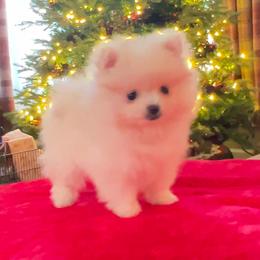 Pomeranian Puppies from Cream Puffs Pomeranians