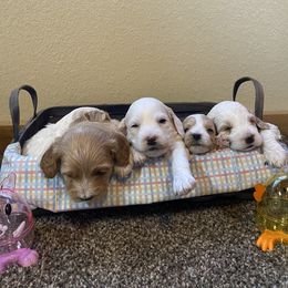 Cockapoo Puppies from Country J Canines