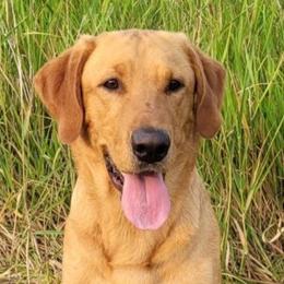 Labrador Retrievers from Horseshoe Mountain Kennel