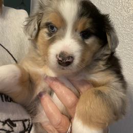 Miniature Australian Shepherd and Toy Australian Shepherd Puppies from Bit O' Bliss Farm LLC