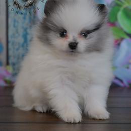 Gemma - Blue merle female Pomeranian puppy in Fultonville, New York from Sandy Aussies & Pomeranians