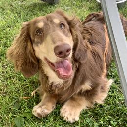 Arrow - Dachshund