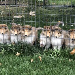 Collie Puppies from Riverrun Collies