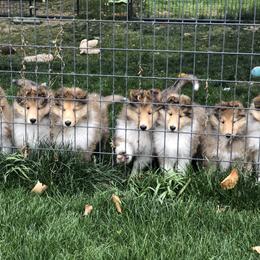 Collie Puppies from Riverrun Collies