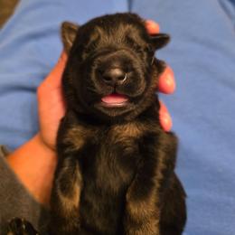 Brown Collar (Judo) - Black and red male German Shepherd puppy in Hermitage, Pennsylvania from Shepherds of the Hundred Acres