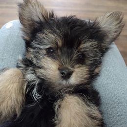 Yorkshire Terriers from Letterman Yorkies
