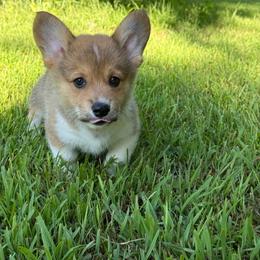 Boy 2-red - Red male Pembroke Welsh Corgi puppy in Glenwood, Minnesota from Minnewaska Corgi Co
