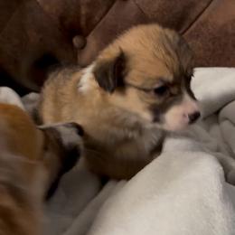AKC Sable Brown - Sable male Pembroke Welsh Corgi puppy in Summerfield, Florida from Promise Land Farm
