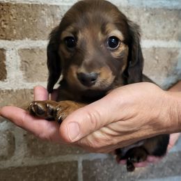 Cooper - Cream male Dachshund puppy in Goshen, Indiana from Knollbrook Farm
