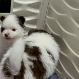 Spicy Girl 1 - Chocolate parti female Pomeranian puppy in Maplefalls, Washington from Snow peak poms