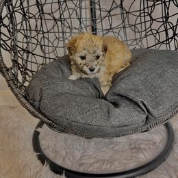 Morkie Puppies from Smart Farms