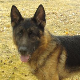 German Shepherds from Tatum Kennels