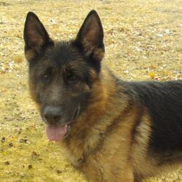 German Shepherds from Tatum Kennels