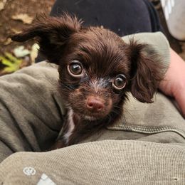 Sawyer - Brown and white male Cockapoo puppy in Ellensburg, Washington from Dawn to Dusk Cockapoos