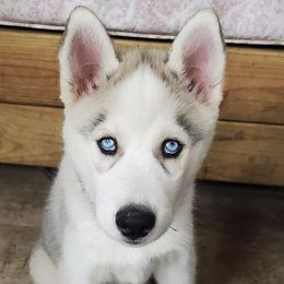 Siberian Huskies from Bonnie Underwood