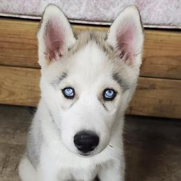 Siberian Huskies from Bonnie Underwood