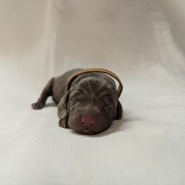 Dilute Retriever and Labrador Retriever Puppies from LC Hunting Labs, LLC.