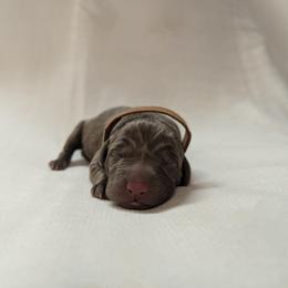 Dilute Retriever and Labrador Retriever Puppies from LC Hunting Labs, LLC.