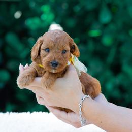 Bailey - Red  female Goldendoodle puppy in Fort Myers, Florida from Corgis & Doodles