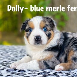 Dolly - Australian Shepherd puppy in Coldwater, Michigan from Northern Star Australian Shepherds