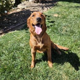 Lola - Golden Retriever