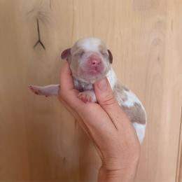 Buck - Caramel cream male Australian Labradoodle puppy in Millville, California from Hope Lane Kennels