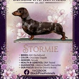 Stormie - Dachshund