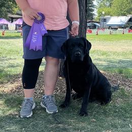 Covey - Labrador Retriever