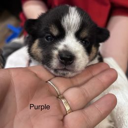 Dally ( Girl 2) - Companion Cross puppy in Astoria, Oregon from Beam’s Cowboy Corgi’s